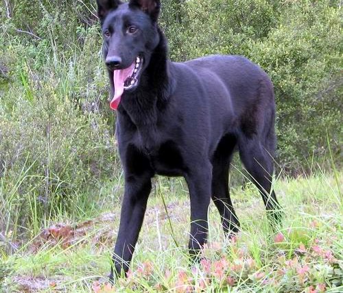 最大的昆明犬基地 完美售后支持全国空运发货